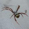 Argiope sp.